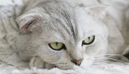 开云电竞赛事-史上最年轻的“欧冠最佳射手”首次问鼎，欧冠历史最年轻出场球员