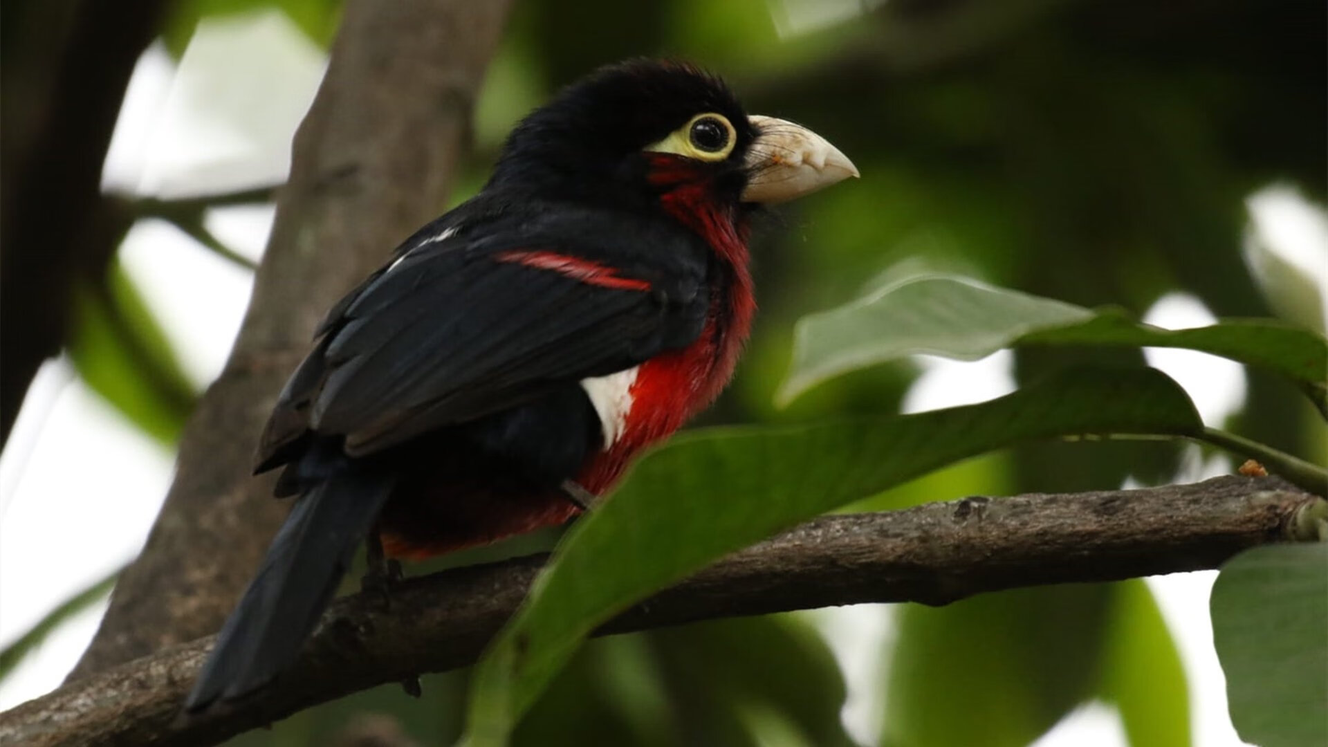 开云官网APP下载-青少年球员转会制度改革确保成长路径不被中断，青少年球员注册